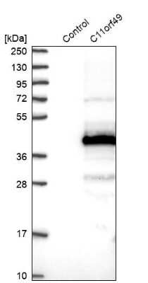 Western Blot: C11orf49 Antibody [NBP1-82128]