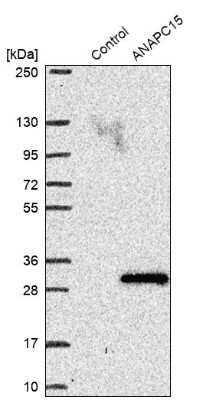 Western Blot: ANAPC15 Antibody [NBP1-84151]