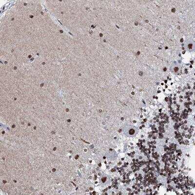 Immunohistochemistry-Paraffin: NKAPD1 Antibody [NBP1-84607]