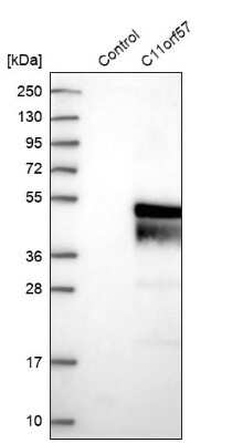 Western Blot: NKAPD1 Antibody [NBP1-84606]