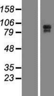 Western Blot: Junctional Cadherin Complex Regulator Overexpression Lysate [NBP2-06286]