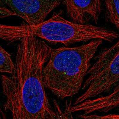 Immunocytochemistry/ Immunofluorescence: CFAP300 Antibody [NBP1-81213]