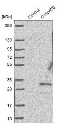 Western Blot: CFAP300 Antibody [NBP1-81213]