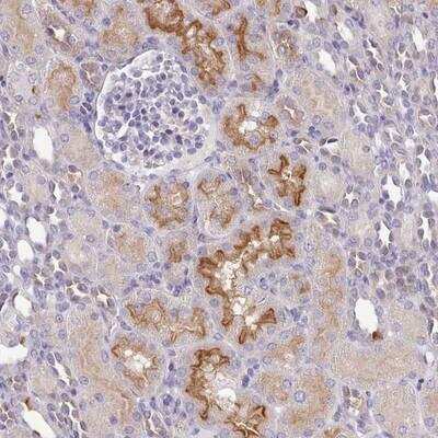 Immunohistochemistry-Paraffin: MYRFL Antibody [NBP2-14374]