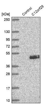 Western Blot: MYRFL Antibody [NBP2-14374]