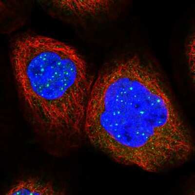 Immunocytochemistry/ Immunofluorescence: C12orf4 Antibody [NBP1-85878]