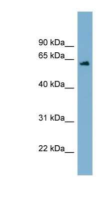 Western Blot: C12orf4 Antibody [NBP1-70429]