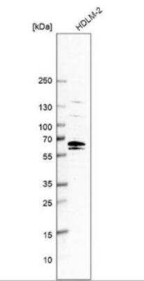 Western Blot: C12orf4 Antibody [NBP1-85878]