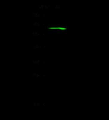 Western Blot: C12orf4 Antibody [NBP2-99258]