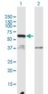 Western Blot: HEL-206 Antibody [H00283461-B01P]