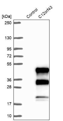 Western Blot: Custos Antibody [NBP1-91713]