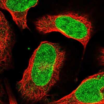 Immunocytochemistry/ Immunofluorescence: C12orf45 Antibody [NBP1-93474]
