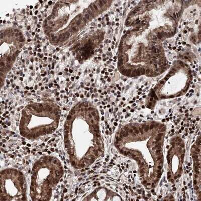 Immunohistochemistry-Paraffin: C12orf45 Antibody [NBP1-93474]