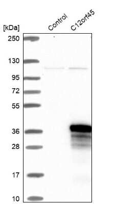 Western Blot: C12orf45 Antibody [NBP1-93474]