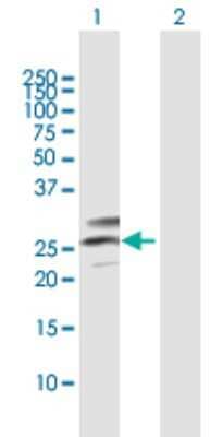 Western Blot: C12orf49 Antibody [H00079794-B01P]