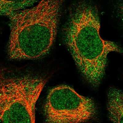 Immunocytochemistry/ Immunofluorescence: C12orf60 Antibody [NBP1-91714]