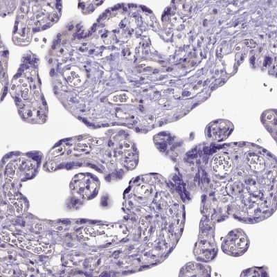 Immunohistochemistry-Paraffin: CFAP54 Antibody [NBP1-90737]