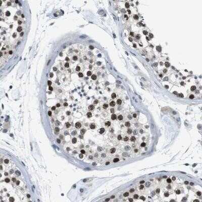 Immunohistochemistry-Paraffin: SMCO2 Antibody [NBP1-93547]