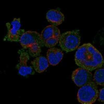 Immunocytochemistry/ Immunofluorescence: C12orf71 Antibody [NBP3-17570]