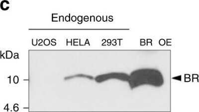 Western Blot: C12orf73 Antibody [NBP1-90536]