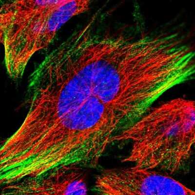 Immunocytochemistry/ Immunofluorescence: C12orf76 Antibody [NBP2-48714]