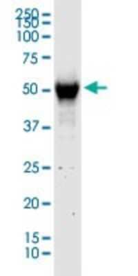 Western Blot: RUBCNL Antibody [H00080183-D01P]