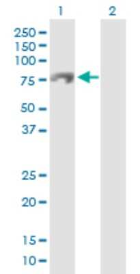 Western Blot: RUBCNL Antibody [H00080183-D01P]