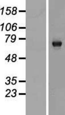 Western Blot: RUBCNL Overexpression Lysate [NBP2-06240]