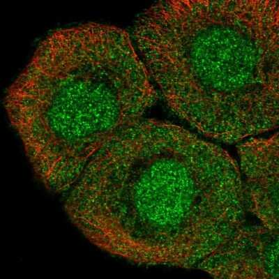 Immunocytochemistry/ Immunofluorescence: TMEM260 Antibody [NBP1-93976]