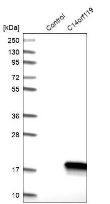 Western Blot: C14orf119 Antibody [NBP1-82164]