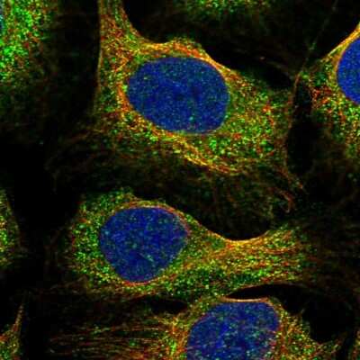 Immunocytochemistry/ Immunofluorescence: DGLUCY Antibody [NBP1-81920]