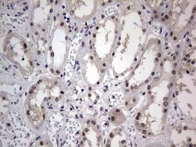 Immunohistochemistry: CLE7 homolog Antibody (OTI2A4) [NBP2-46591]