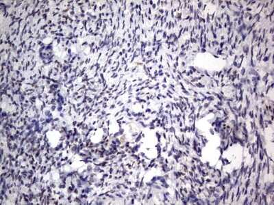 Immunohistochemistry: CLE7 homolog Antibody (OTI2A4) [NBP2-46591]