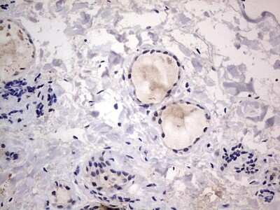 Immunohistochemistry: CLE7 homolog Antibody (OTI2A4) [NBP2-46591]