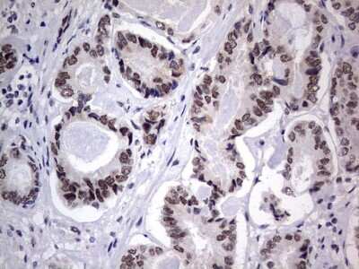 Immunohistochemistry: CLE7 homolog Antibody (OTI2A4) [NBP2-46591]
