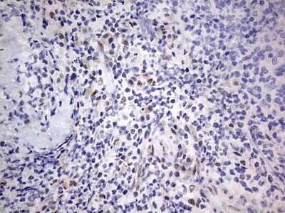 Immunohistochemistry: CLE7 homolog Antibody (OTI2A4) [NBP2-46591]