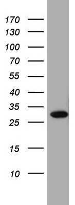Western Blot: CLE7 homolog Antibody (OTI2A4) [NBP2-46591]