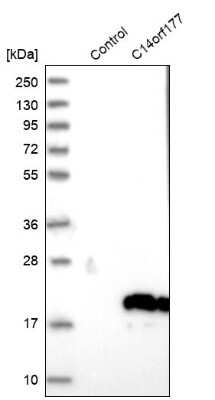 Western Blot: C14orf177 Antibody [NBP1-82049]