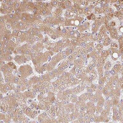 Immunohistochemistry-Paraffin: C14orf178 Antibody [NBP2-32364]