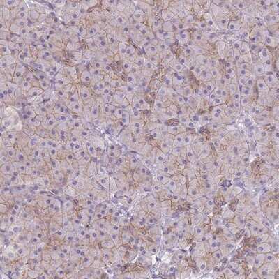 Immunohistochemistry-Paraffin: CLBA1 Antibody [NBP2-14516]