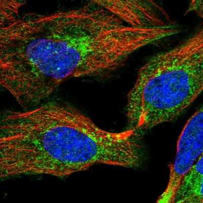 Immunocytochemistry/ Immunofluorescence: TEDC1 Antibody [NBP1-85864]
