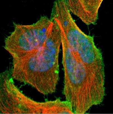 Immunocytochemistry/ Immunofluorescence: C14orf93 Antibody [NBP1-82308]