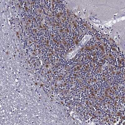 Immunohistochemistry: TMEM266 Antibody [NBP2-68685]