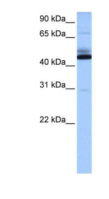 Western Blot: TMEM266 Antibody [NBP1-79518]