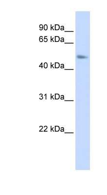 Western Blot: TMEM266 Antibody [NBP1-79519]