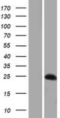 Western Blot: Arpin Overexpression Lysate [NBP2-04838]