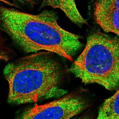 Immunocytochemistry/ Immunofluorescence: C15orf39 Antibody [NBP2-58987]