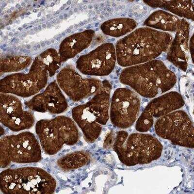 Immunohistochemistry-Paraffin: C15orf39 Antibody [NBP1-90552]