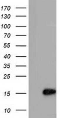 Western Blot: C15orf40 Antibody (OTI2B7) [NBP2-02751]