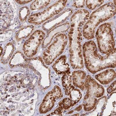 Immunohistochemistry-Paraffin: C15orf40 Antibody [NBP1-91716]